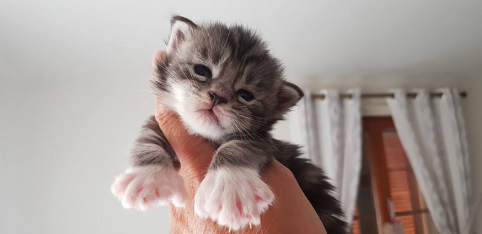 37078079_936048683270165_579770458396688384_n