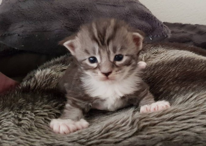 37132803_936048519936848_8415521008106078208_n