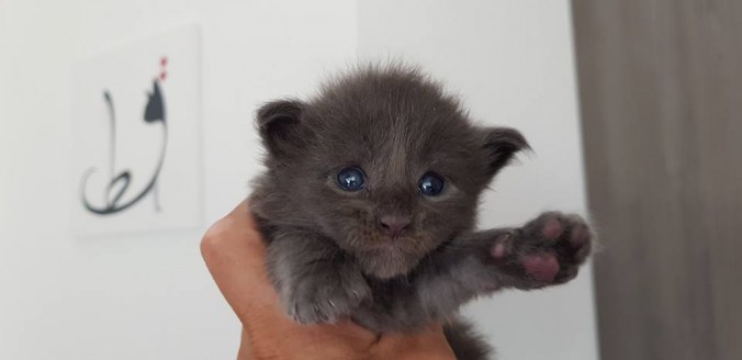 37390783_942511495957217_6592186075307835392_n