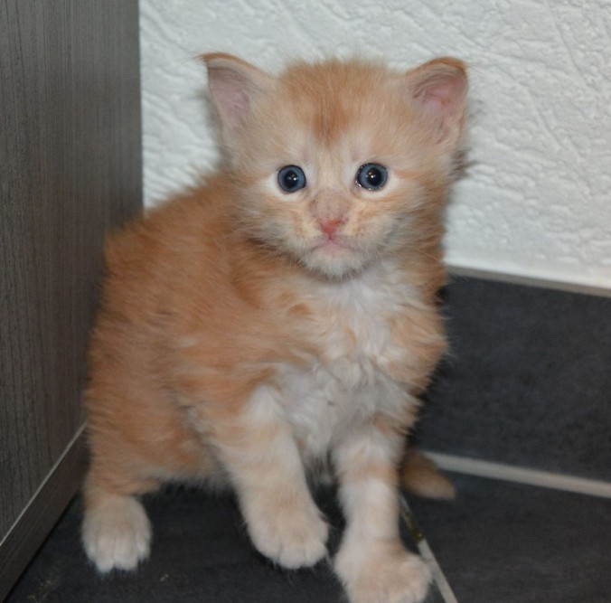 37405904_942646689277031_978959742682529792_n