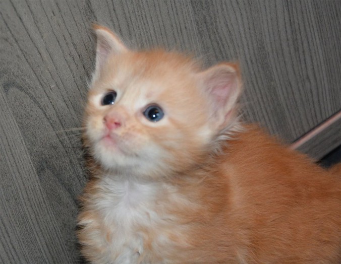 37409017_942647119276988_2426395620156637184_n