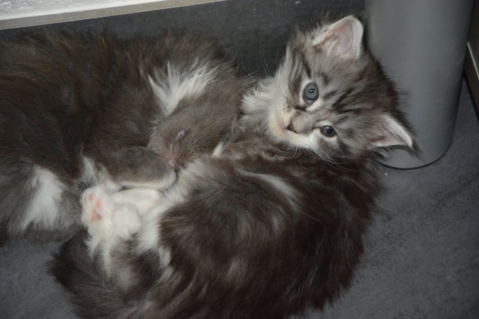 37412619_942525435955823_3436336267615272960_n