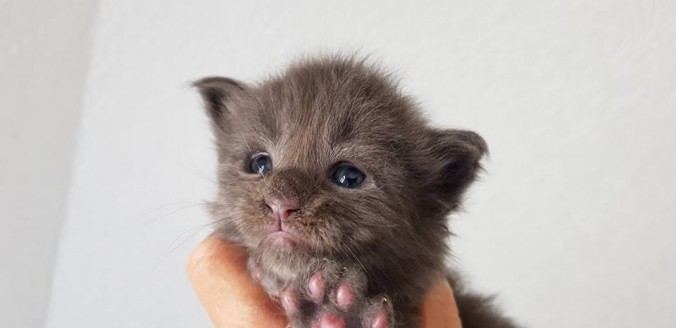 37520428_942511459290554_6249013116001058816_n