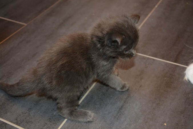 37522922_942514502623583_8504851440190095360_n