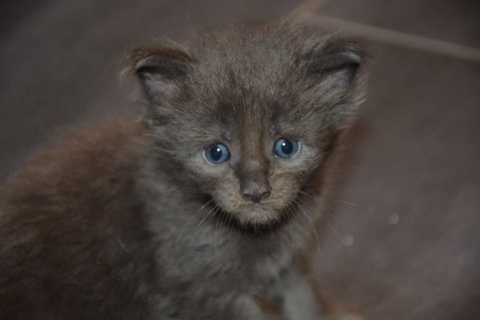 37537822_942514459290254_7177220084845248512_n