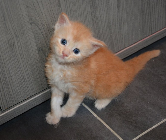 37551928_942647189276981_3805152054284910592_n