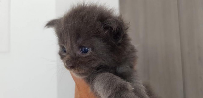 37567655_942511589290541_8407803282587648000_n