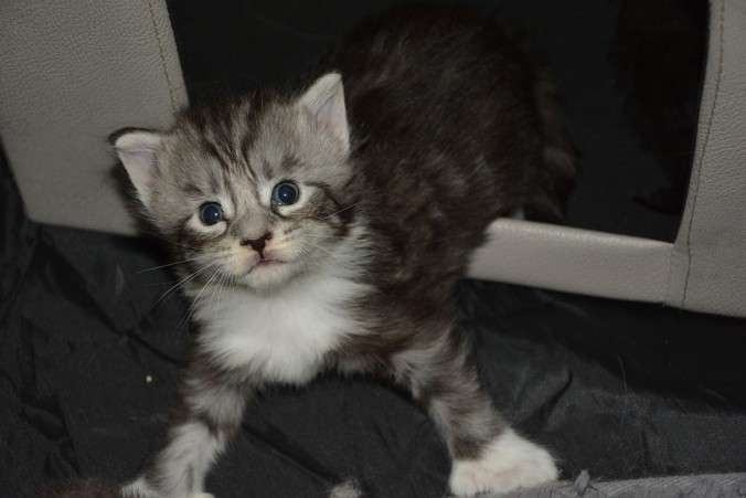 37600782_942525322622501_1366470813322051584_n