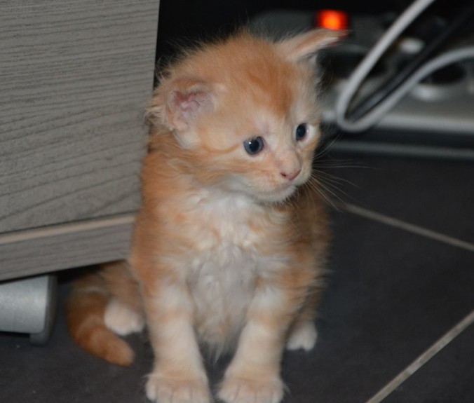 37644020_942646875943679_2470489721512394752_n