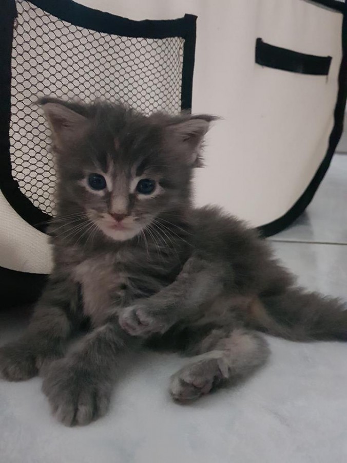 38270454_957634121111621_1146821800643002368_n