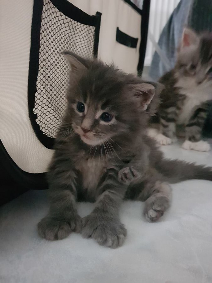 38454898_957634184444948_1752877686524477440_n