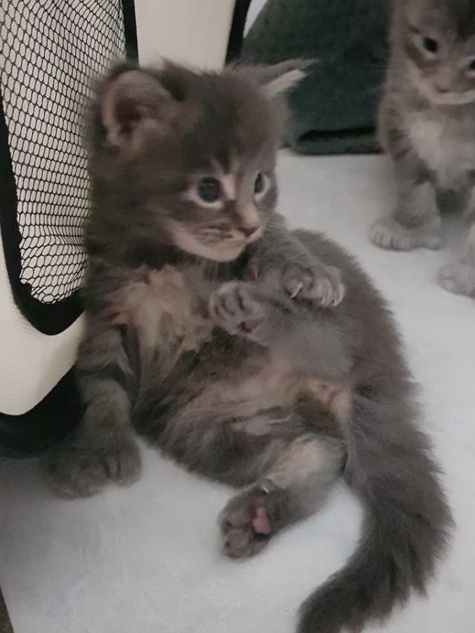 38472401_957635864444780_6614271445683929088_n