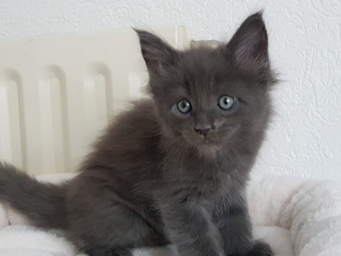 38600320_962446697297030_4935461041409622016_n