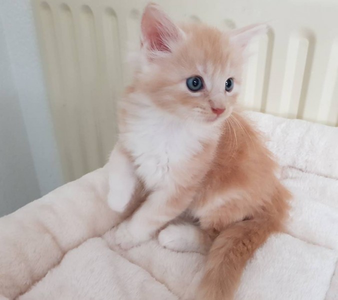 38637482_962539750621058_2824031882922950656_n