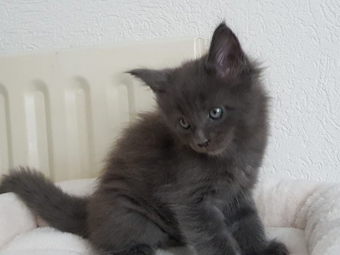 38660762_962446653963701_125755250857476096_n