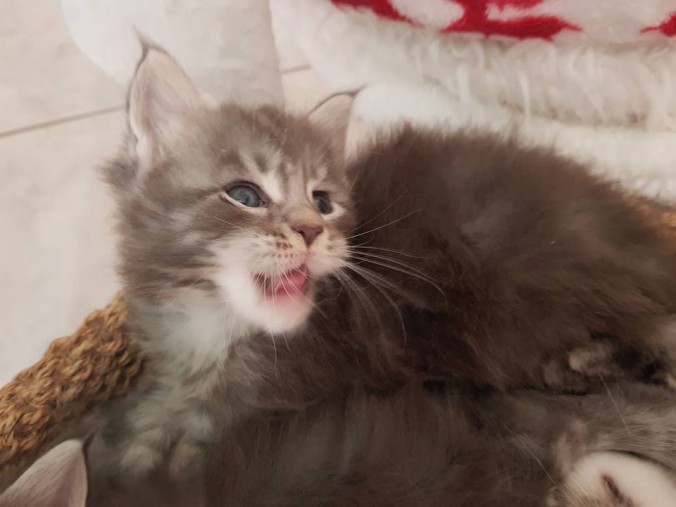 38724375_964604633747903_8527804398254948352_n