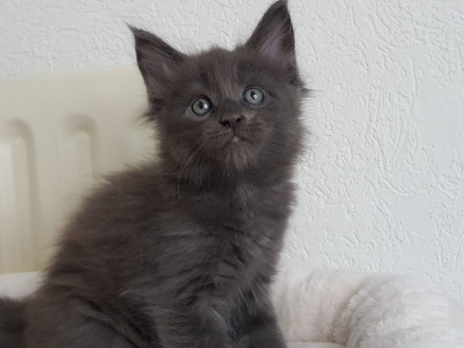 38727992_962446593963707_7549755360437862400_n