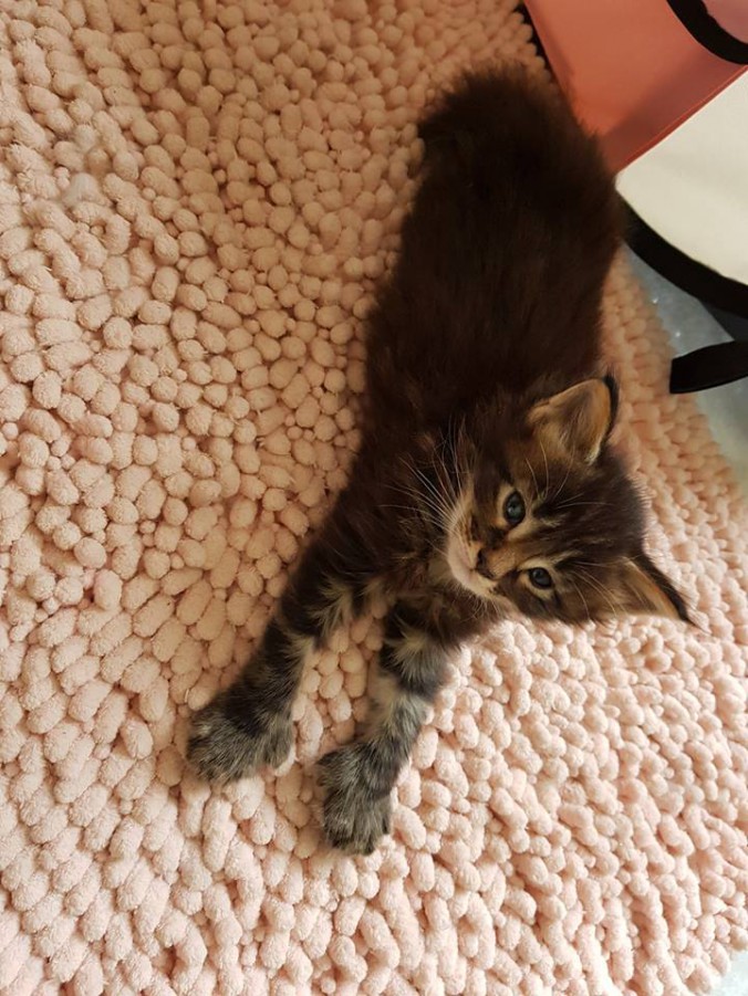 38736412_964353663773000_5791323950487175168_n