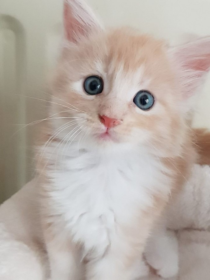 38747189_962539820621051_2250190961885839360_n