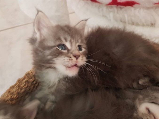 38764080_964604703747896_1265336887690657792_n