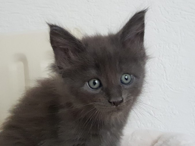 38770613_962446743963692_8091171713636630528_n