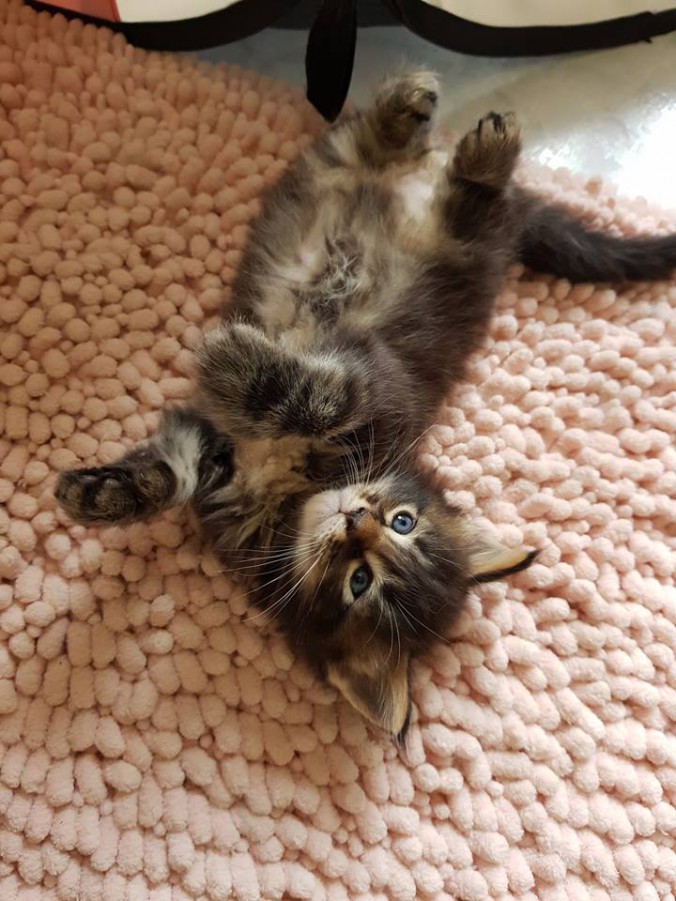 38799167_964352867106413_1495933879381393408_n