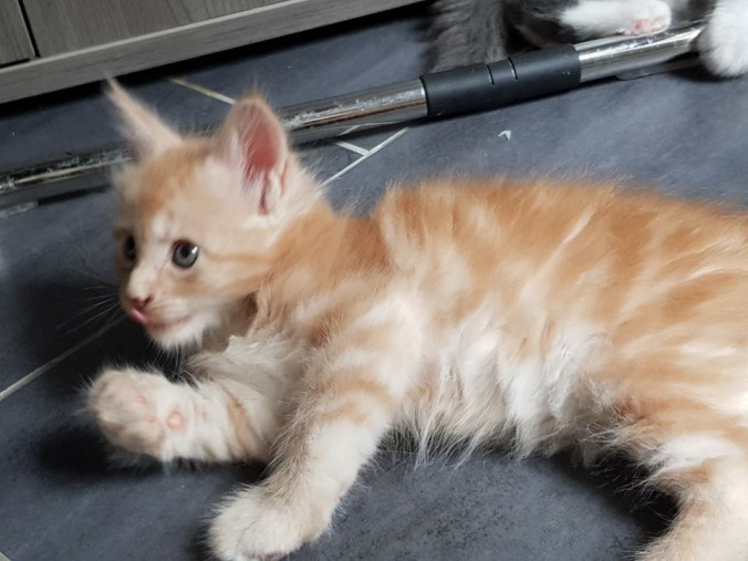 38799369_964642843744082_938358003789201408_n