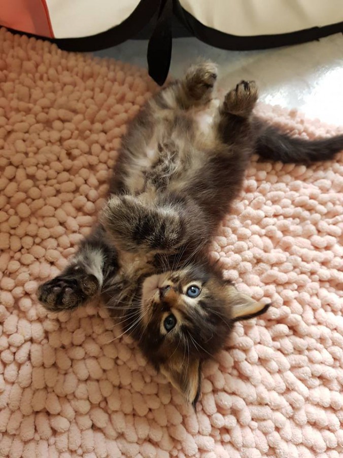 38802791_964352937106406_7729715632601563136_n