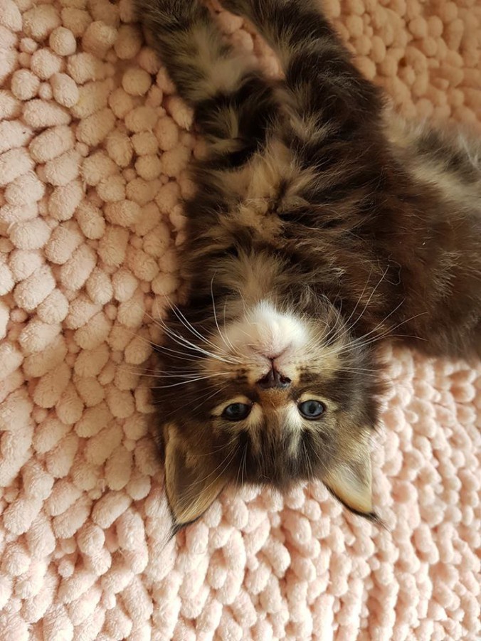 38804441_964352770439756_1596424242818187264_n