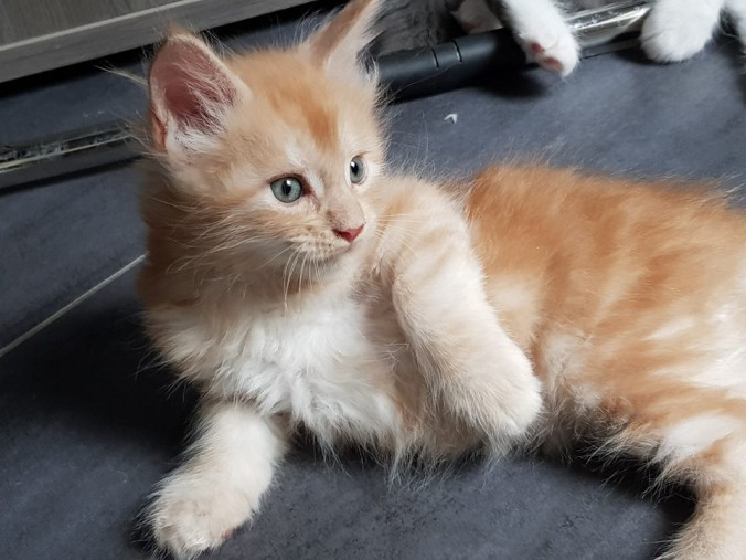 38876974_964642760410757_1152871287849222144_n