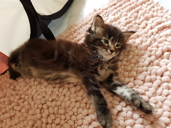 38879451_964353060439727_8499327906089009152_n