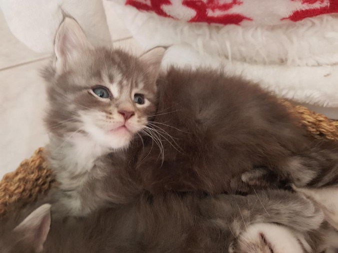 38908263_964604773747889_2762730480427073536_n