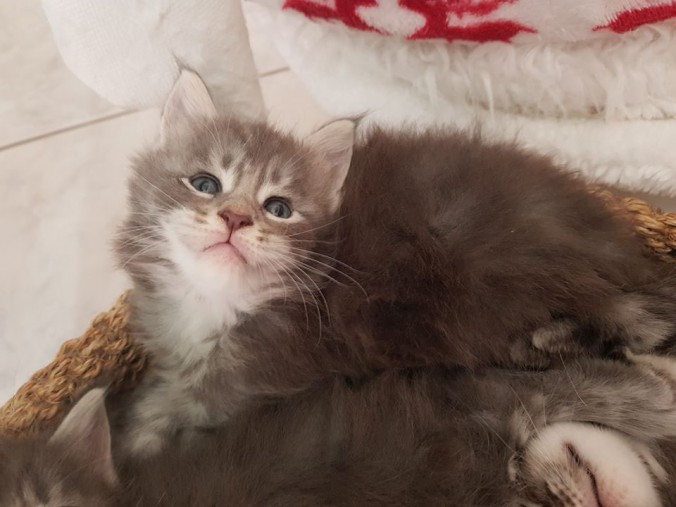 38911366_964604563747910_860654258628853760_n