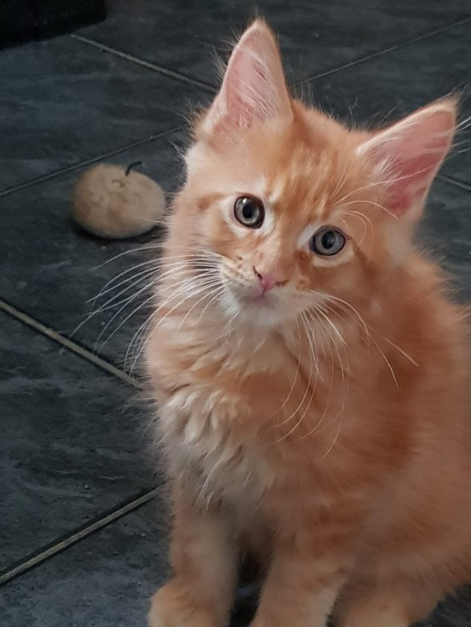 40694697_987364791471887_8732416245099397120_n