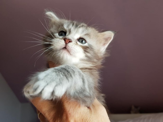 40761953_988277204713979_4614911371362959360_n