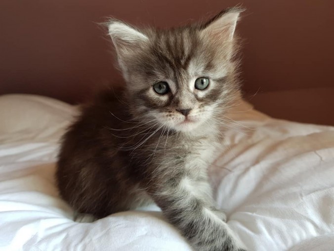 40773638_988277358047297_1577655858504925184_n