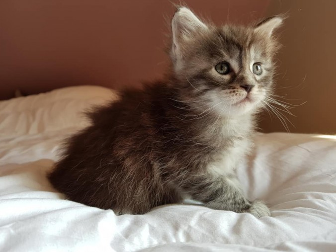 40774093_988277241380642_4122160356292296704_n