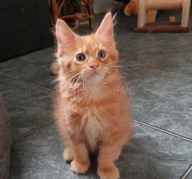 40776286_987364618138571_7281288894773985280_n