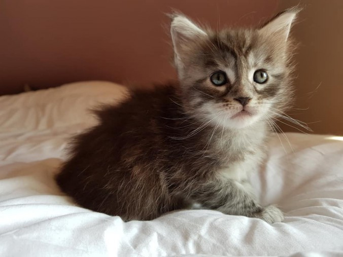 40833798_988277388047294_8460753705292005376_n