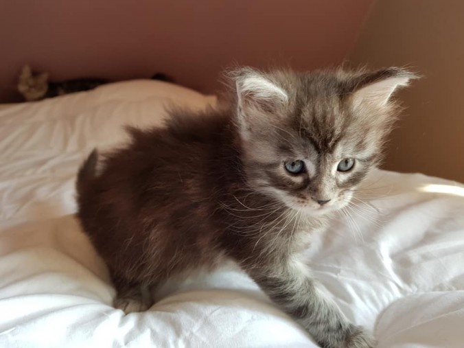 40929063_988277328047300_908300839104282624_n