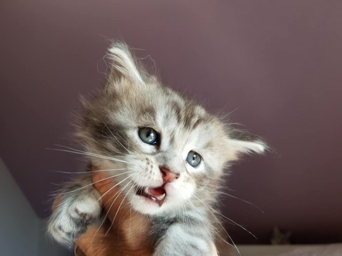 40962692_988277181380648_4769837039367487488_n