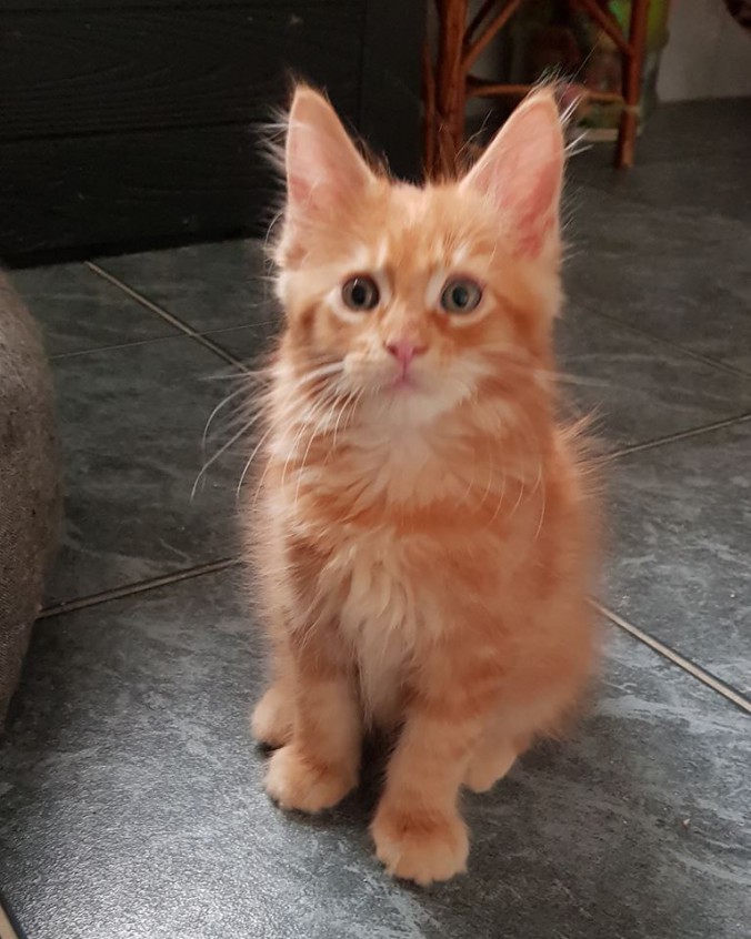 40991601_987364728138560_2771704732987686912_n