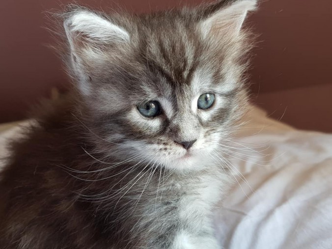 41011552_988277278047305_3386792544250626048_n