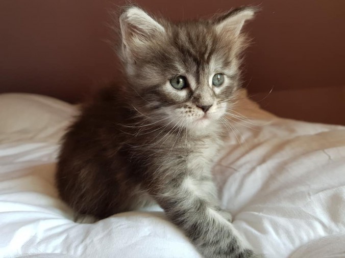 41026163_988277301380636_453230525604167680_n