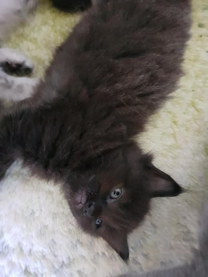 41052026_989504594591240_933707018064101376_n