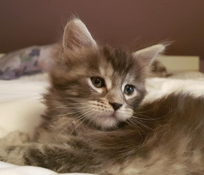 41663756_992952544246445_539084963346120704_n