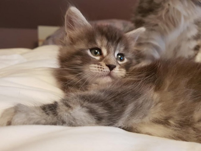 41666396_992952840913082_3412710090606641152_n