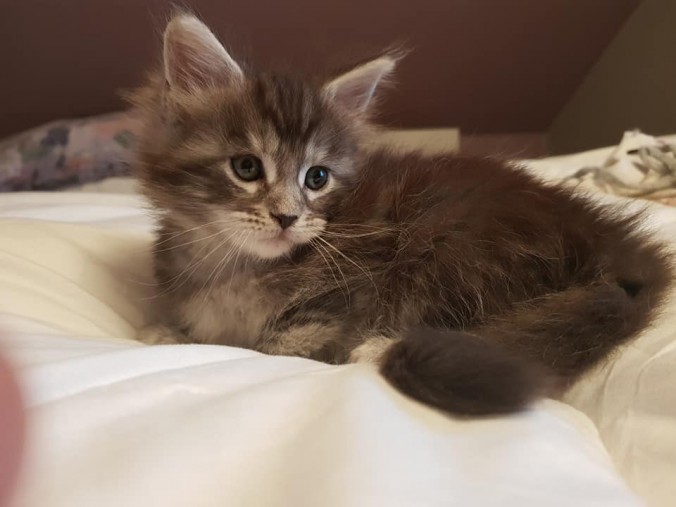 41674700_992953054246394_6563506401124024320_n