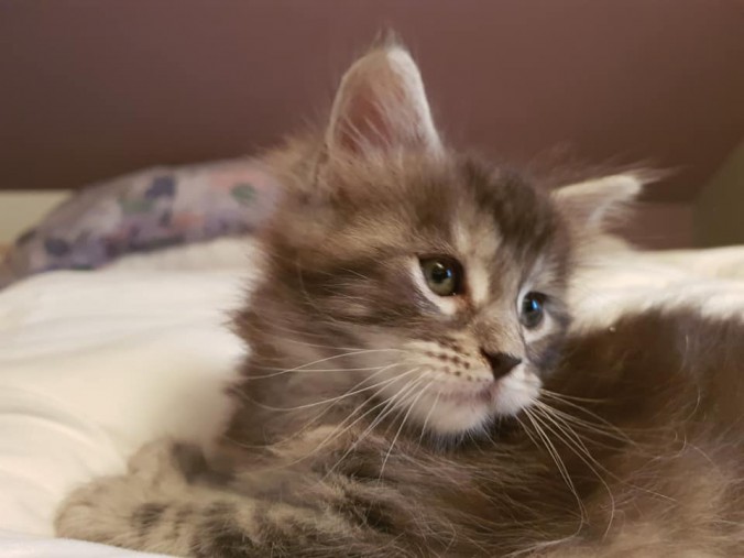 41684541_992952654246434_848885245078929408_n