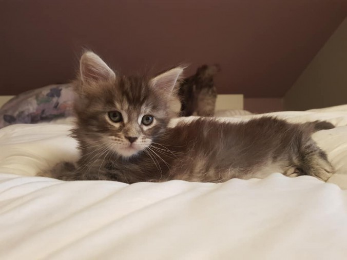 41748029_992952740913092_4591164608852525056_n